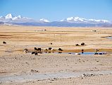 38 Kubi Gangri And Rongla Kangri From Paryang Tibet The mountain panorama across the plains from Paryang Tibet includes Kubi Gangri (6859) on the left and Rongla Kangri (6647m) on the middle right.